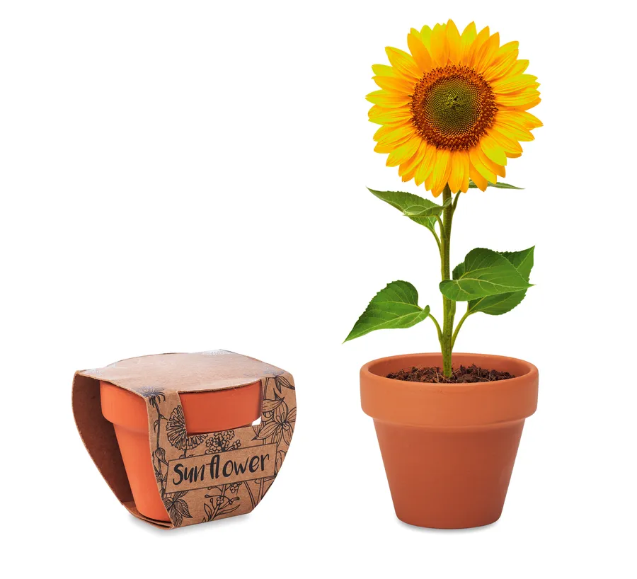 SUNFLOWER, Terracotta ruukku