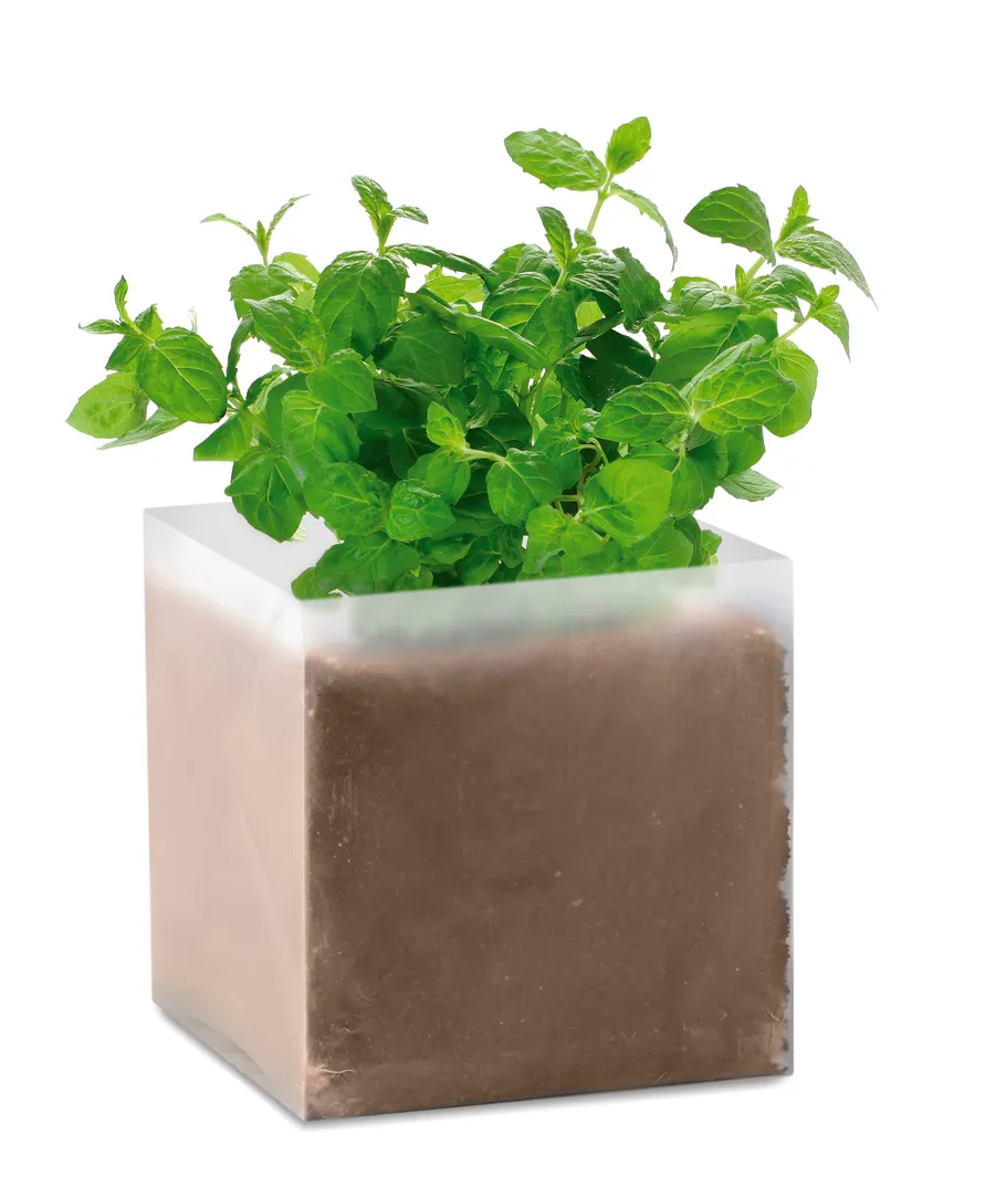 MINT, Kasvatusruukku minttu