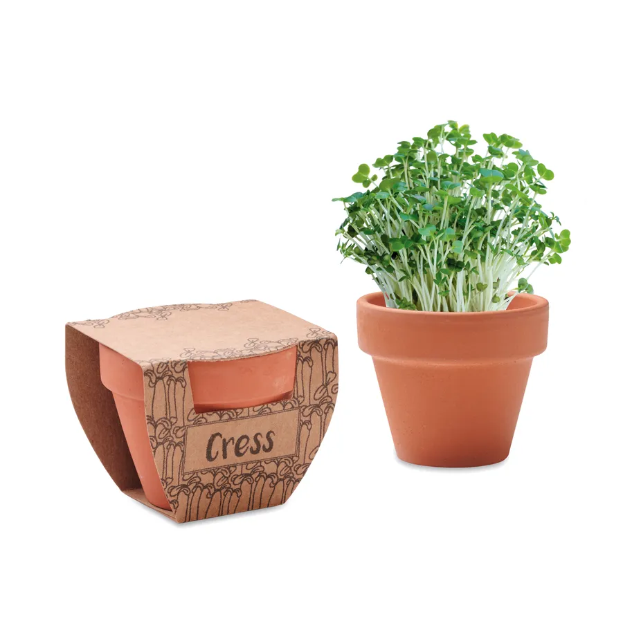 CRESS POT, Krassin siemeniä ruukussa