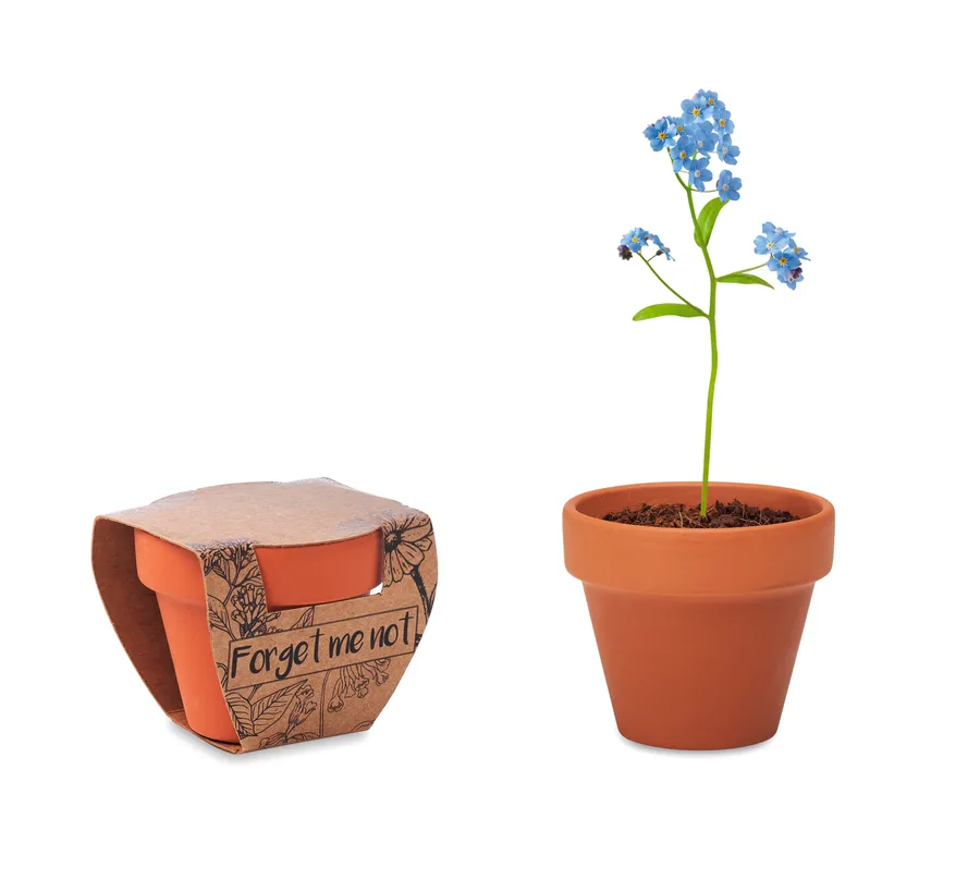 FORGET ME NOT, Terracotta ruukku