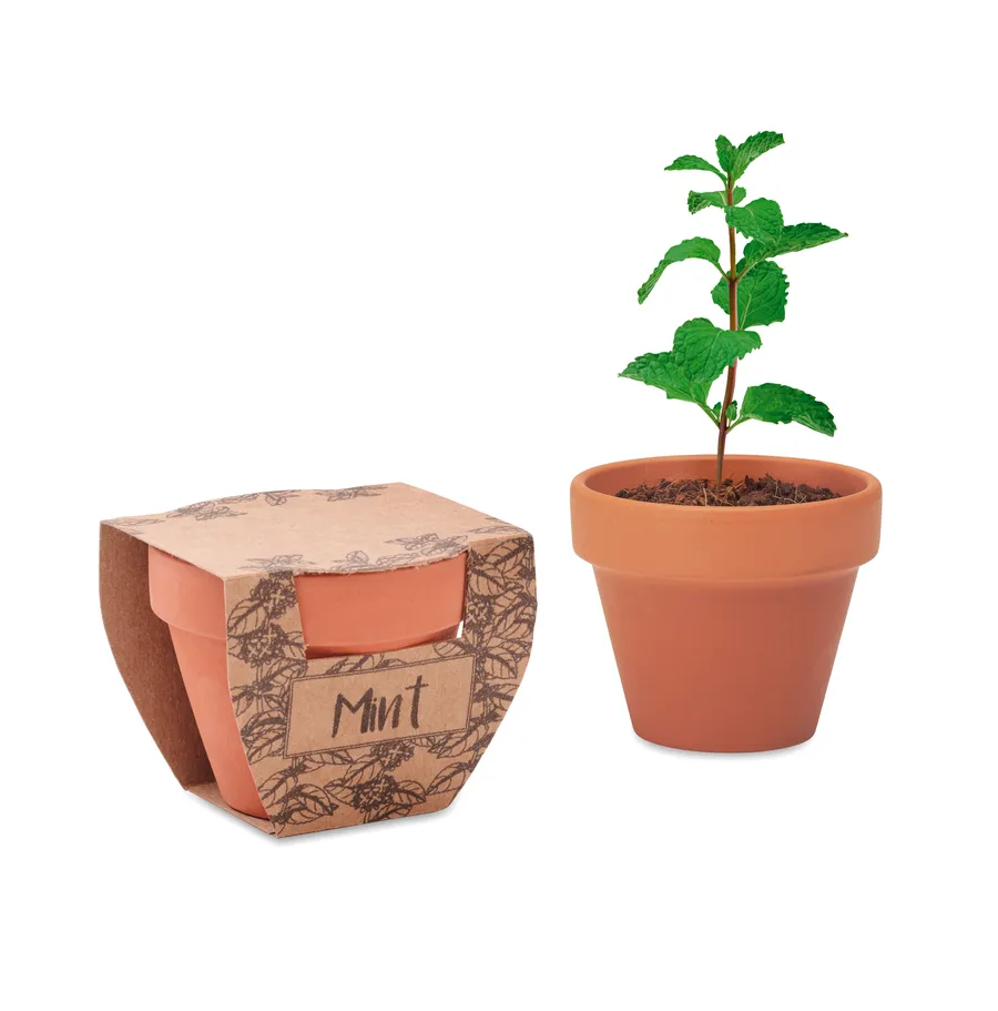 MINT POT, Mintun siemeniä ruukussa