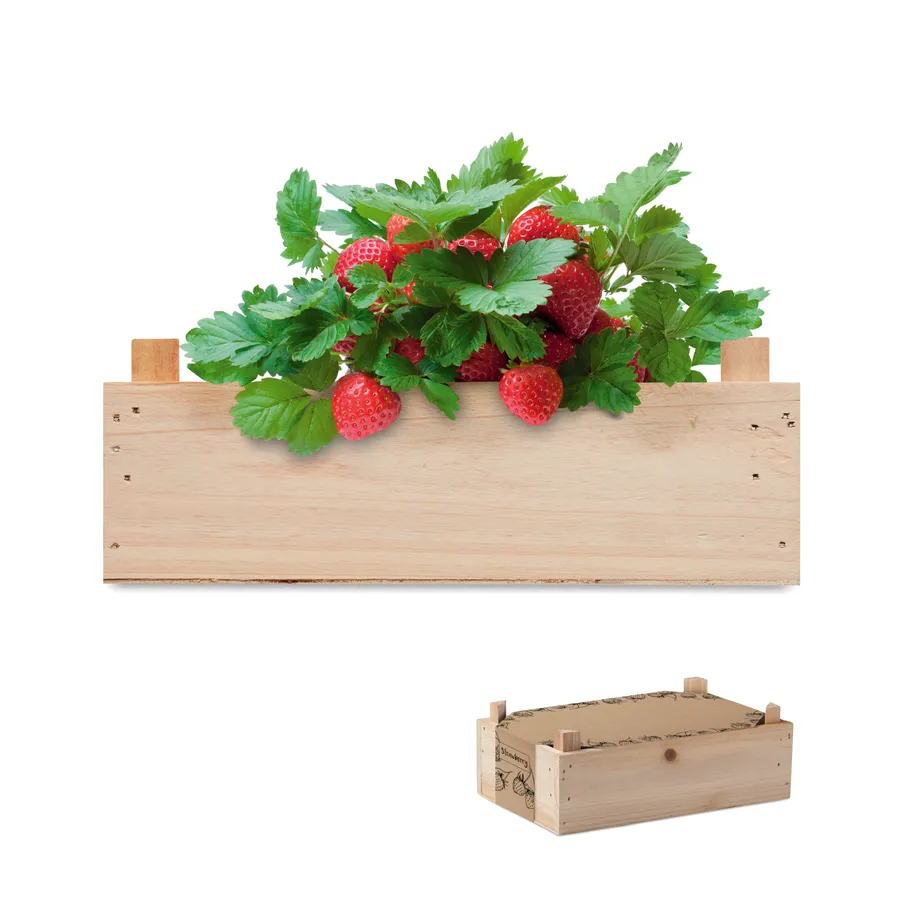 STRAWBERRY, Mansikankasvatussarja