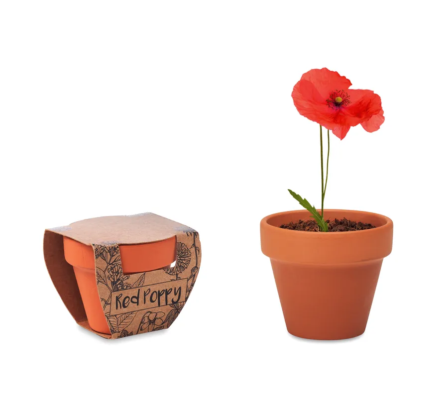 RED POPPY, Terracotta ruukku